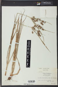 Cyperus retrorsus image