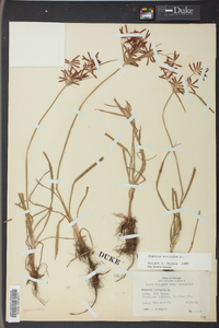 Cyperus rotundus image