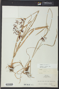 Cyperus rotundus image