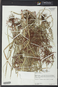 Cyperus rotundus image