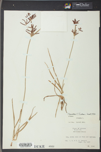 Cyperus rotundus image