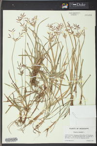 Cyperus rotundus image