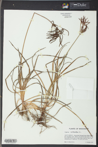 Cyperus rotundus image