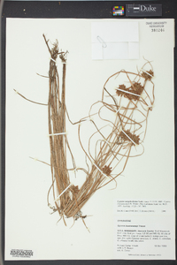 Cyperus sanguinolentus image