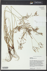 Cyperus sphacelatus image