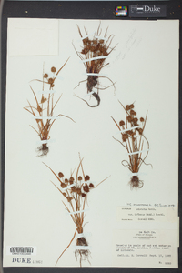 Cyperus squarrosus image