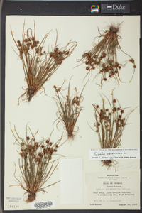 Cyperus squarrosus image