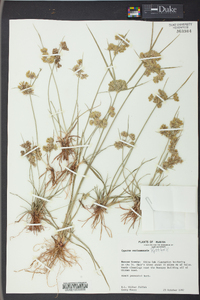 Cyperus surinamensis image