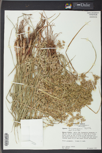 Cyperus surinamensis image