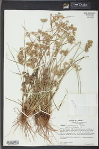 Cyperus surinamensis image