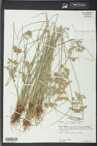 Cyperus surinamensis image