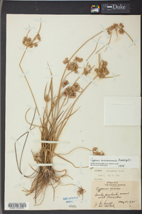 Cyperus surinamensis image