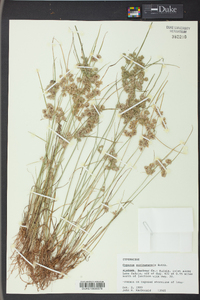 Cyperus surinamensis image