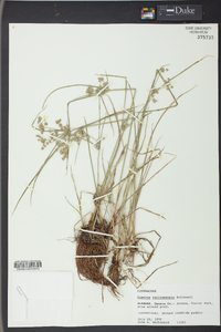 Cyperus surinamensis image