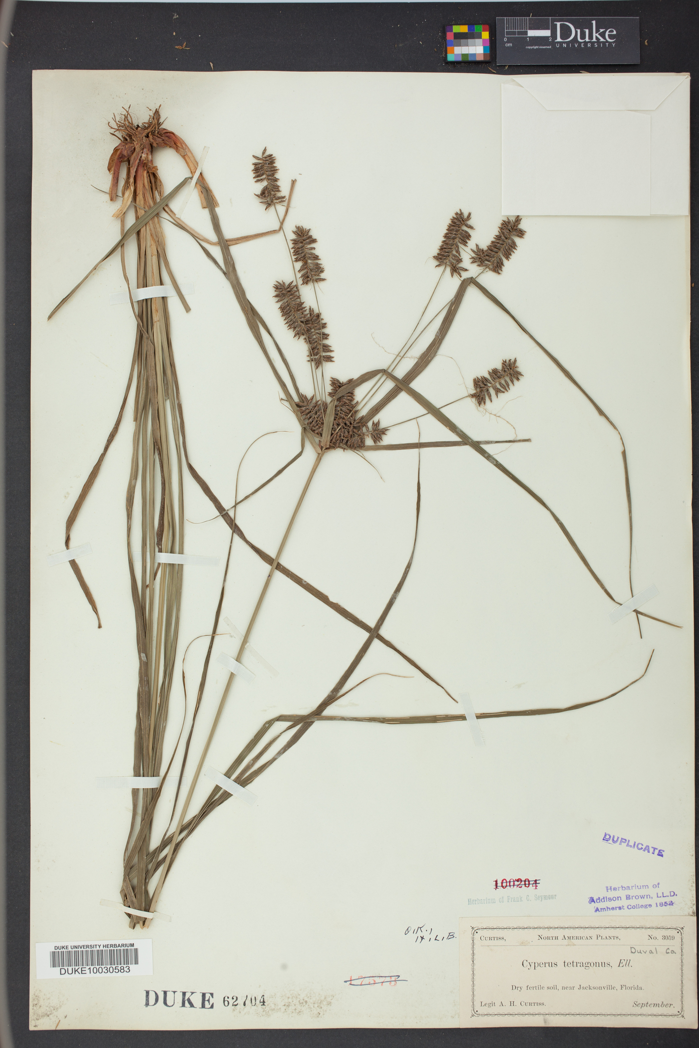 Cyperus tetragonus image
