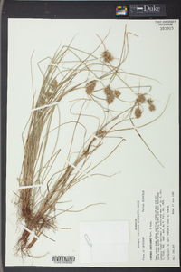 Cyperus retroflexus image