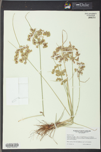 Cyperus virens image