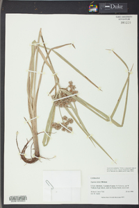 Cyperus virens image