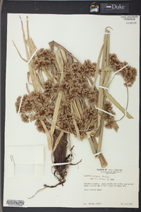 Cyperus virens image