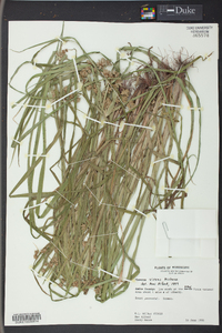 Cyperus virens image