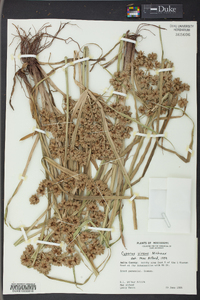 Cyperus virens image