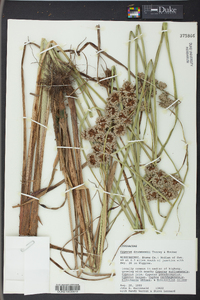 Cyperus virens image