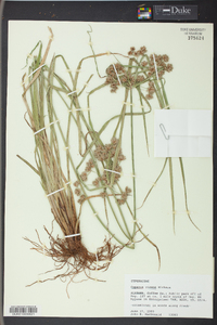 Cyperus virens image