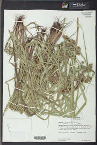 Cyperus virens image