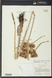 Cyperus virens image