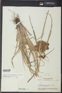 Cyperus virens image