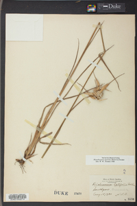 Dichromena latifolia image