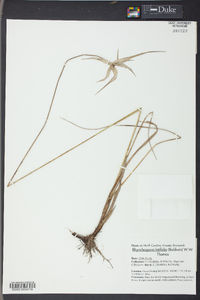 Dichromena latifolia image