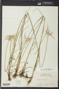 Dichromena latifolia image