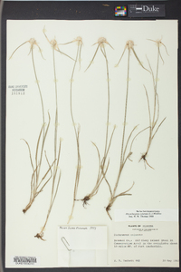 Rhynchospora colorata image