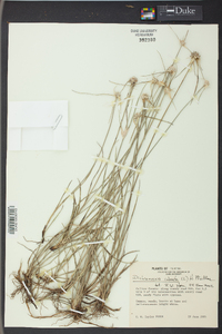 Rhynchospora colorata image