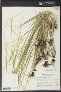 Dichromena latifolia image