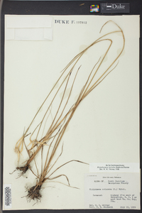 Dichromena latifolia image