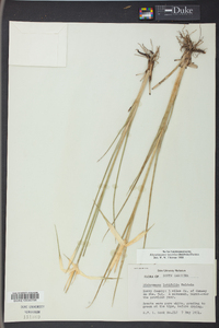 Dichromena latifolia image