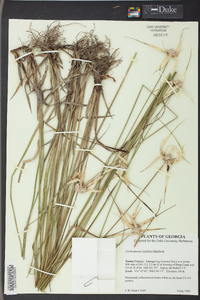 Dichromena latifolia image