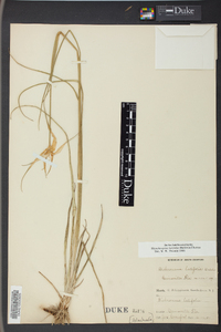 Dichromena latifolia image