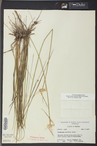 Dichromena latifolia image