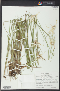 Dichromena latifolia image