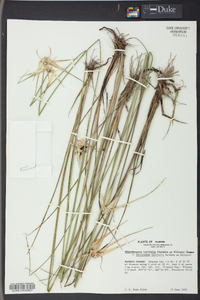 Dichromena latifolia image