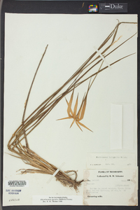 Dichromena latifolia image