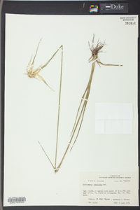 Dichromena latifolia image