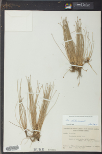 Eleocharis albida image