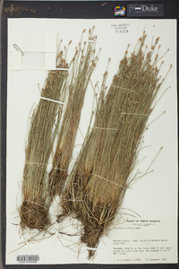 Eleocharis albida image