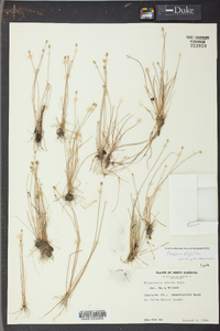 Eleocharis albida image