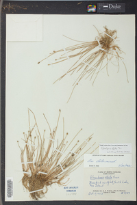 Eleocharis albida image