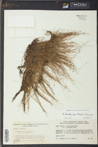 Eleocharis baldwinii image